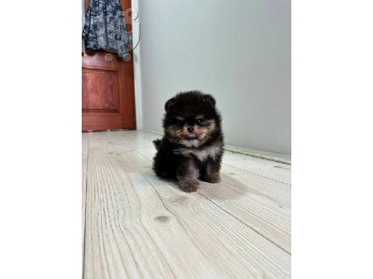Κουτάβια Pomeranians